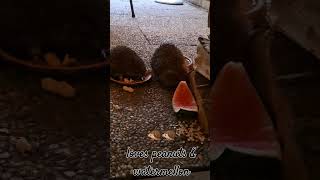 Cute hedgehogs are back🦔🦔hedgehog hedgehoglove creatures cute shortvideo shorts [upl. by Eiramllij717]