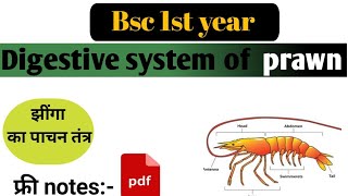 Digestive system of palaemon  prawn  पैलीमॉन में पाचन तंत्र  Bsc 1st year [upl. by Garner]