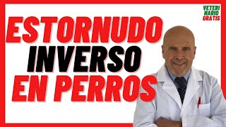 🟢 Estornudo INVERSO en PERROS Causas y Tratamiento 🟢 Mi PERRO hace RUIDOS RAROS como si se AHOGARA [upl. by Helsie]