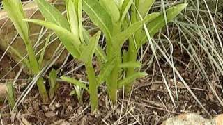 Wild Edible Plant Milkweed [upl. by Leibrag]