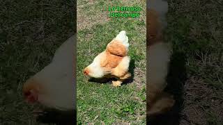 Mi hermosa gallina Brahma buff lemon gallinas campo [upl. by Saref]