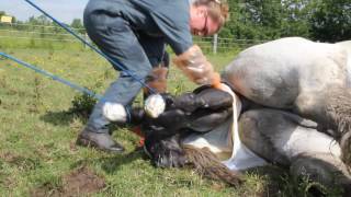 Haras de Cordemais  Naissance dun poulain percheron [upl. by Konrad]