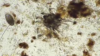 Ear mites  otodectes cyanotis [upl. by Rossing]