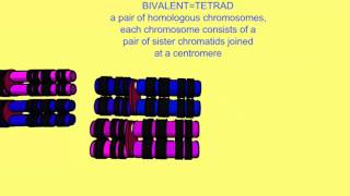 BIVALENTS TETRADS CHROMOSOMES CHROMATIDS [upl. by Tarkany]