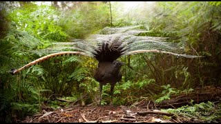 Lyrebird mimics crying baby and other sound [upl. by Breban482]