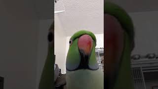 Indian Ringneck Parrot talking [upl. by Hammock436]