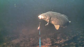 Vidéo UNDERWATER caméra WATER WOLF  JE TRAQUE UNE CARPE UN PEU SPÉCIALE en rivière [upl. by Areema]