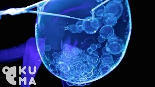 This Bubble Artists Amazing Bubble Skills Will Blow You Away [upl. by Agathe]