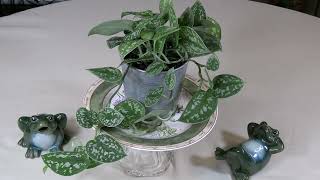 Satin Pothos Care What to Know [upl. by Enomed]