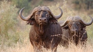 CAPE BUFFALO CHARGES HUNTER WHO BARELY GETS AWAY [upl. by Jill]