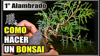 COMO HACER UN BONSAI  PRIMER ALAMBRADO EN CIPRES Y THUJA  SUPER FÁCIL  bonsai tree [upl. by Anyahs]