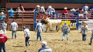 Angola prison rodeoguts and glory 😬🐂🐂 [upl. by Ddart730]