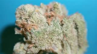 9 LB Hammer 🔨 Trulieve ⚕️ Florida Medical Marijuana Review of 9 LB Hammer Flower [upl. by Kcirdlek]