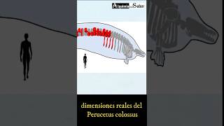 Cuáles fueron las dimensiones reales del Perucetus colossus  Alquimia del Saber  Sh79 historia [upl. by Aneeras]