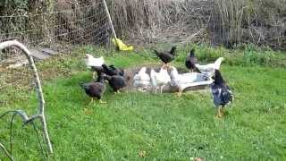 Indian Game Large Fowl  Back Yard Nov 2014 [upl. by Marlowe]