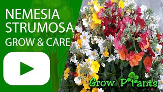 Nemesia strumosa  grow amp care Beautiful bouquet to grow [upl. by Eirrot]