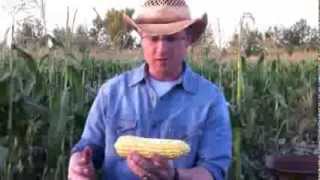 How to shuck corn quickly and easily [upl. by Buckler]