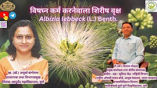 Shirish Tree Albizia lebbeck L Benth  Botany and Medicinal Uses [upl. by Goodill]