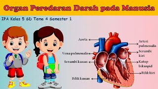 Organ Peredaran Darah pada Manusia  Sistem Peredaran Darah pada Manusia IPA Kelas 5 SD  Tema 4 [upl. by Azerila]