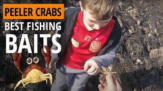 How To Find Peeler Crabs For Bait 👉 Fishing Bait Peeler Crabs [upl. by Hgieleak2]