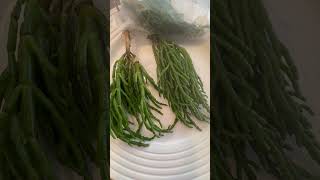 Samphire for tea boys [upl. by Aliam]