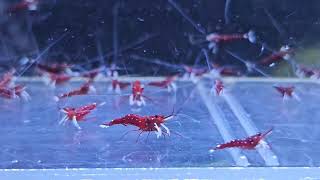 Caridina dennerli sulawesi [upl. by Takeo]