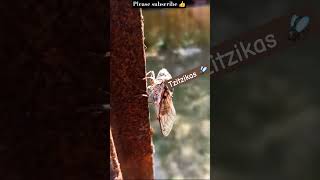 Tzitzikas aka cicadas 🪰 shortvideo cicada sound greece haha shortfeed [upl. by Nesilla]