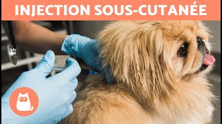 Comment administrer une INJECTION SOUSCUTANÉE à un chien  🐶💉  Explication étape par étape [upl. by Selle]