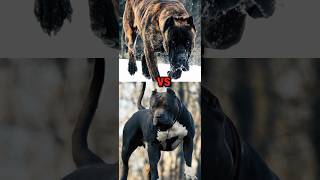 PITBULL VS GERMAN SHEPHERD BULLMASTIFFDOBERMAN PINSCHER DOGS FIGHT 👿 shorts dog viral animals [upl. by Ajnotal]