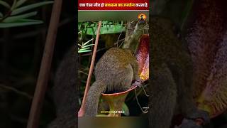 बाथरूम जाने वाला जानवर  animalfacts facts exoticfacts [upl. by Abagail]