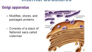 BI280 Chapter 5 A Survey of Eukaryotic Cells and Microorganisms  Part 1 of 3 [upl. by Eusoj]