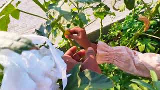 HOW TO GET RID OF MEALYBUGS easy way with Zero Percentage chemical usage by Aamina [upl. by Anett]