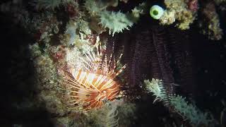 20190506 Indonesia  Gili Meno slope  Night dive Tonna pennata Hermit crabs [upl. by Ahsinrad]