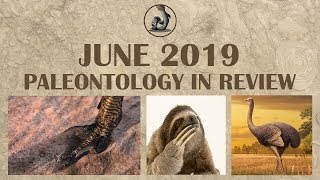 New Dinosaurs and Paleontology of June 2019 [upl. by Telfer]