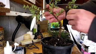 Making Bonsai Coprosma kirkii Decisions [upl. by Gibbs]