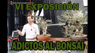 VI EXPOSICIÓN ADICTOS AL BONSAI [upl. by Mcmath]