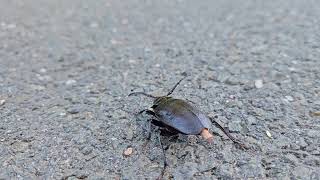 Broadnecked root borer Prionus laticollus laying egg with ovipositor [upl. by Weissman]