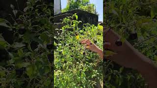 Cherry chilli plant ।। Kitchen Garden।। Organic farming।। [upl. by Fredek]