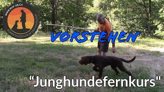 Vorstehen  quotJunghundefernkursquot Lektion 1  Hundeschule UB [upl. by Nerhe]