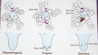 Aherns Biochemistry 12  Enzyme Mechanisms [upl. by Akcinat565]