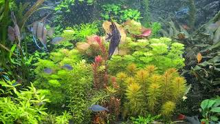 juwel vision 450l planted Aquarium [upl. by Ynad498]