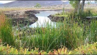 Muddy River Headwaters Home of the Moapa Dace [upl. by Eneryt]