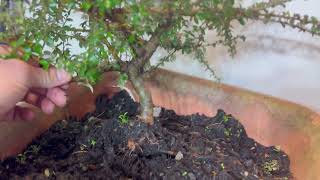 Cotoneaster Bonsai Key Steps for Repotting amp Branching Success [upl. by Kahle]