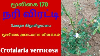 ஊதா கிலுகிலுப்பைநரிமிரட்டிOotha kilukiluppainarimirattiCrotalaria verrucosaAlasal [upl. by Coppinger599]