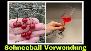 Likör aus den Beeren des gewöhnlichen Schneeball  Selbstversorgung Experiment [upl. by Gypsy325]