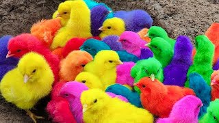 Menangkap ayam lucu ayam warna warni ayam rainbow bebek angsa ikan hias ikan cupang Kelinci [upl. by Yanetruoc]