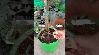 DO THIS with tomato 🍅 plants  Tips to get lots of Tomatoes [upl. by Armbrecht]