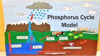 phosphorus cycle model for school science exhibitionfair project  howtofunda [upl. by Joelly64]