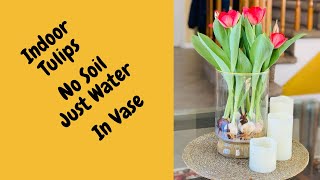 Grow Tulips In Vase  Grow Tulips Without Soil  Tulips In Water  Indoor Spring Flowers [upl. by Annaitat]