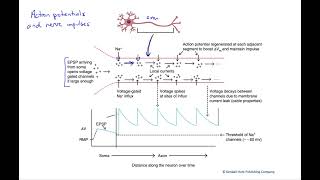 Action potentials and nerve impulses [upl. by Bronez]